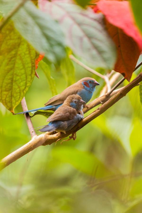 Villa Asimba คิกาลี ภายนอก รูปภาพ